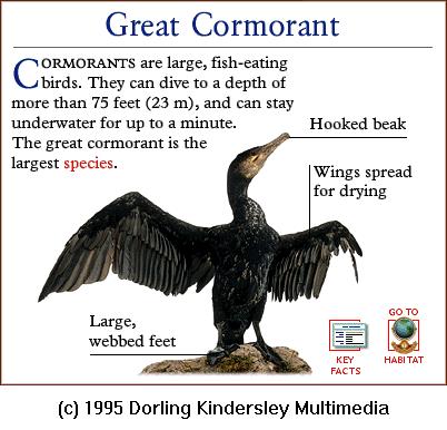 DKMMNature-Great Cormorant.gif
