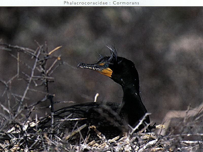 Ds-Oiseau 114-Great Cormorant-sitting on nest.jpg
