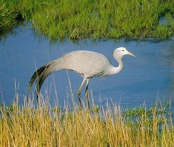 Pardosa birds Blue crane 010-walking in swamp.jpg
