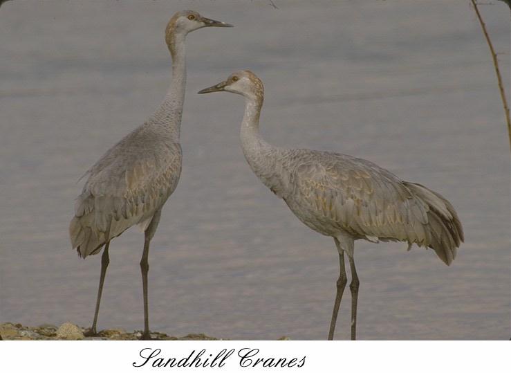 93sndcrn-Sandhill cranes-pair on river bank-closeup.jpg
