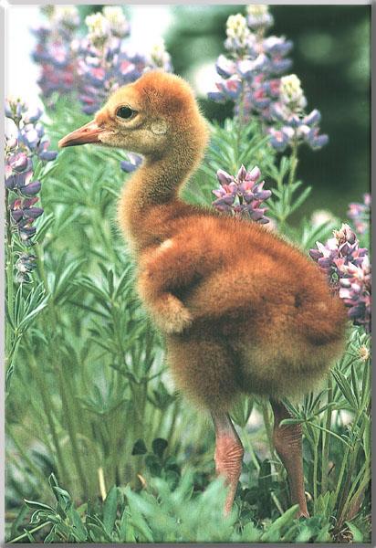 Sandhill Crane Chick 01-In tall grass.JPG