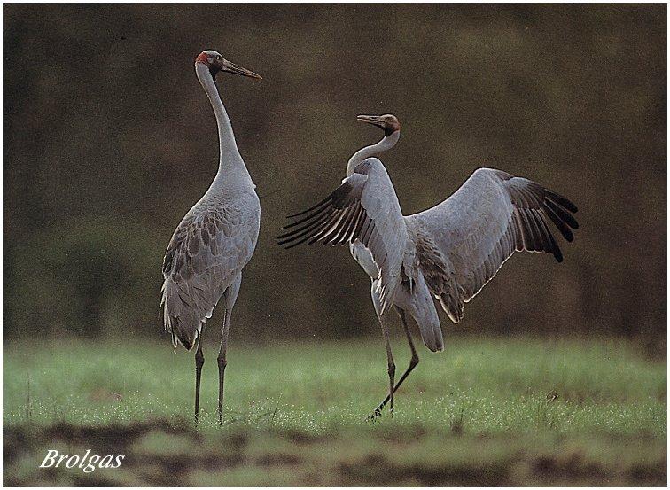 bird-016 Brolgas-Australian Cranes-Pair-Dancing.jpg