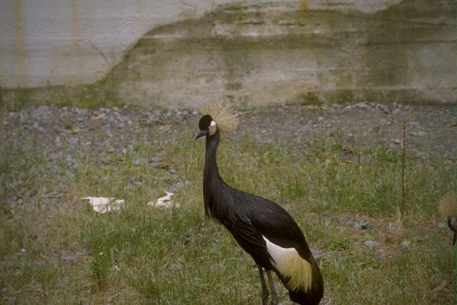 bird045-West African Black Crowned Crane.jpg