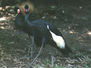 bird118-2 West African Black Crowned Cranes.jpg