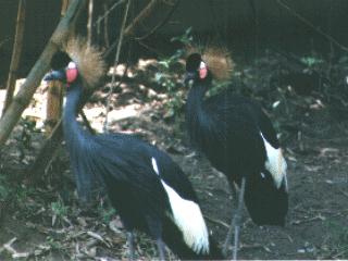 bird119-2 West African Black Crowned Cranes.jpg