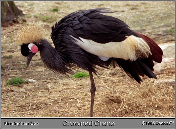 West African Black Crowned Crane Birmingham Zoo.jpg
