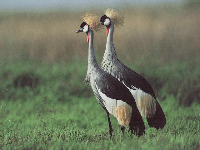 2 Crowned Cranes-bird029.jpg