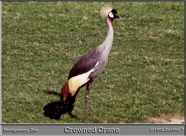 crowned crane Montgomery Zoo.jpg