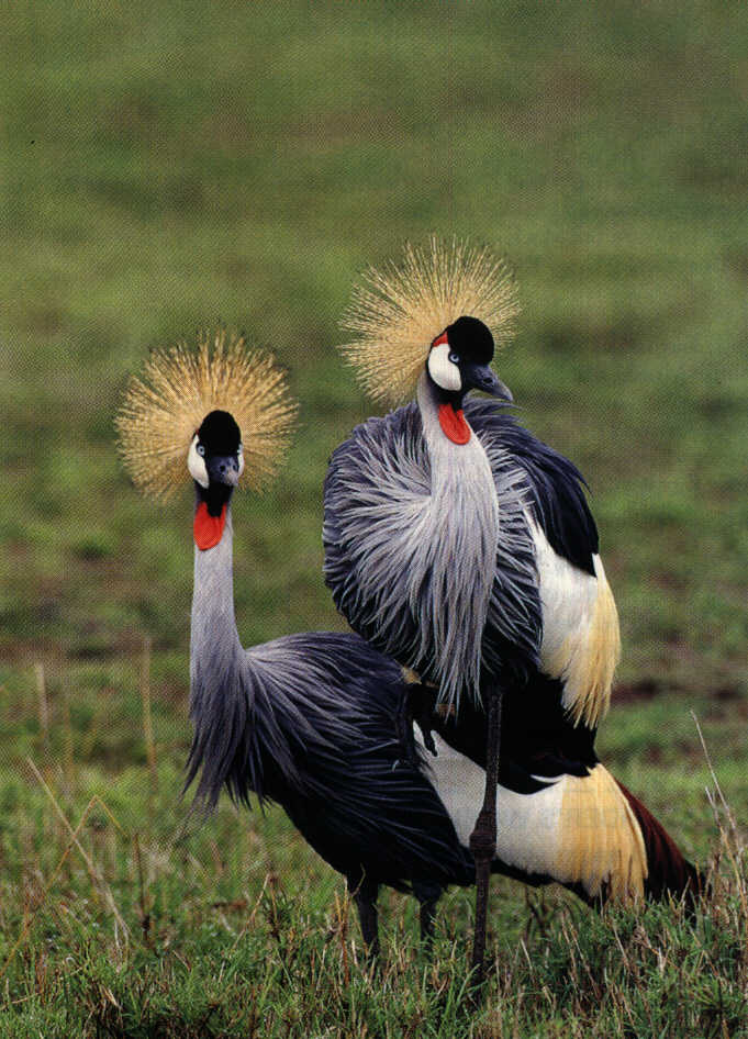 2 Crowned Cranes-On Grass.jpg