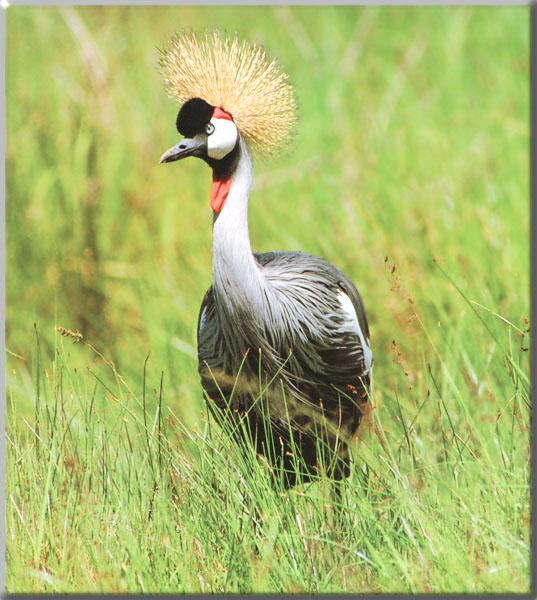 East African Crowned Crane 01-Standing in tall grass.JPG