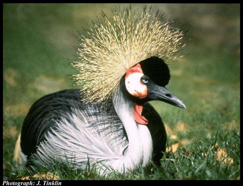 JT00905-East African Crowned Crane-sitting on grass.jpg