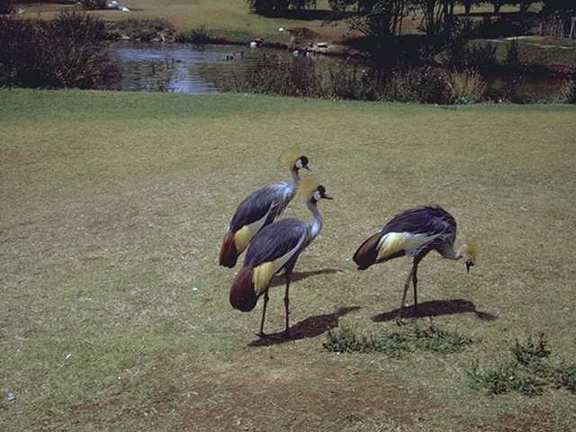 Nairobi k06l0094-African Crowned Cranes.jpg