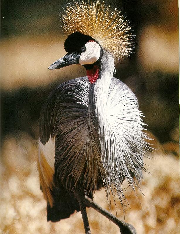 Pardosa birds African crowned crane 020-portrait.jpg