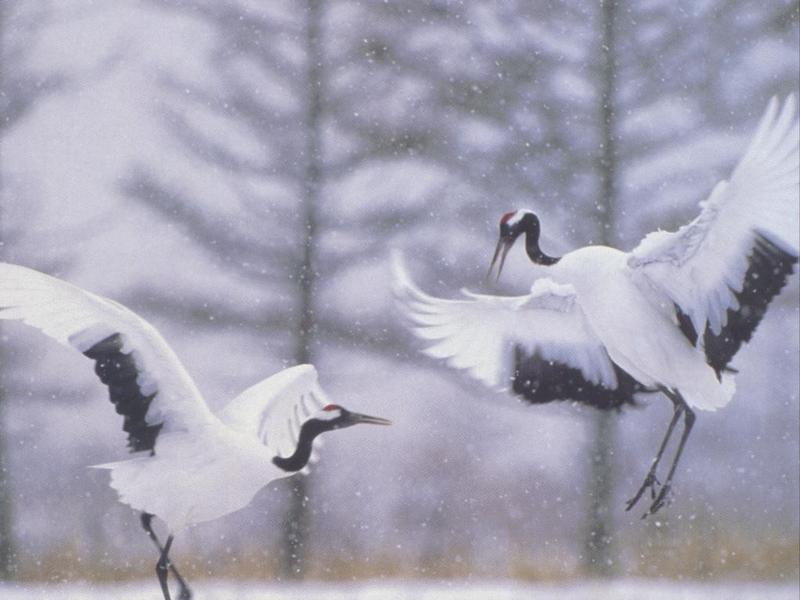 animal26-Manchurian Red-crowned Cranes-pair dancing in snow.jpg