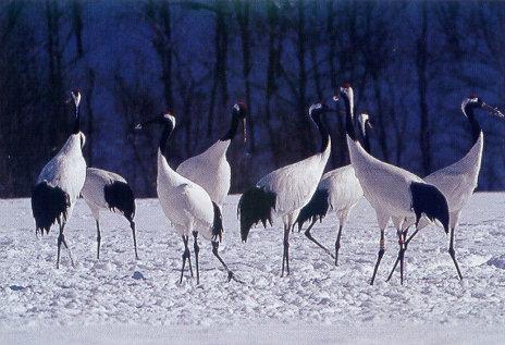 lj Japanese Cranes Courtship Display Grounds.jpg