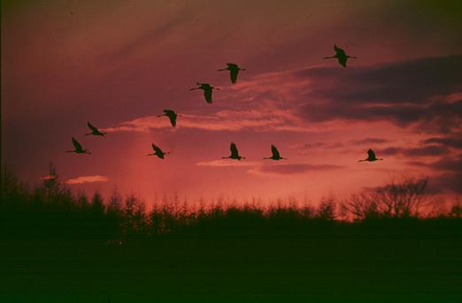 Twilight-Red-crowned Cranes-flock in flight.jpg