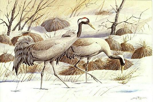 Swedish Bird Painting-Tranor-Common Cranes-pair.jpg