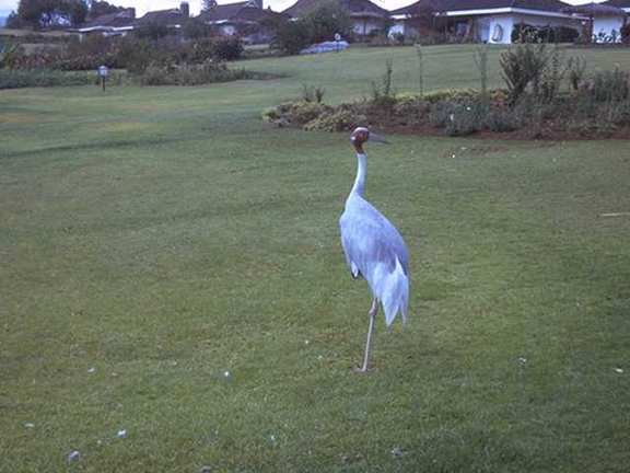 Nairobi k06l0092-Sarus Crane-on grass garden.jpg