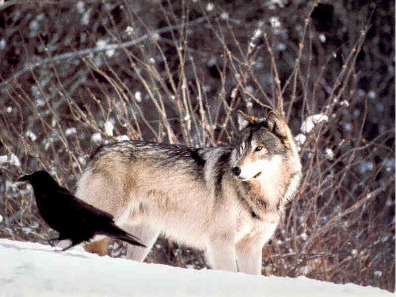 Gray Wolf and Crow-On Snow.jpg