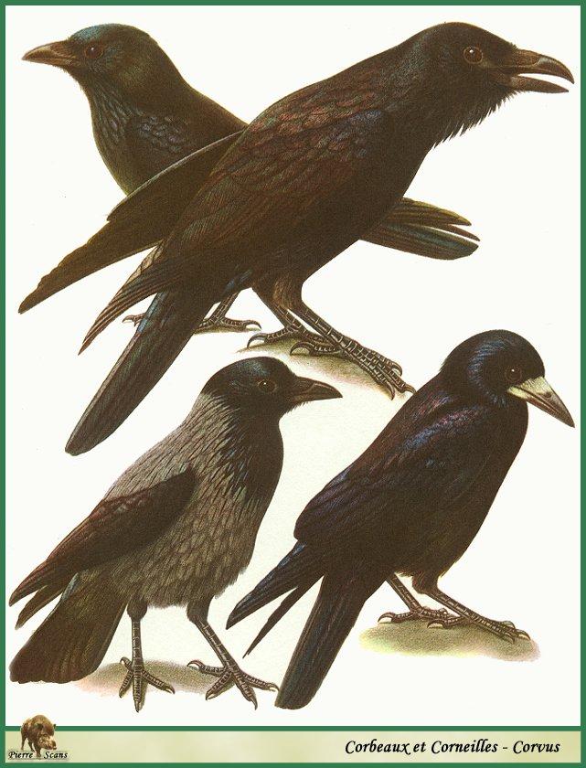 PO B2 17 Corvus corax & corone & frugilegus & cornix.jpg