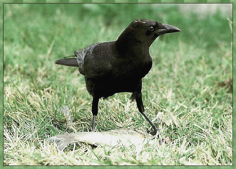 American Crow 03.jpg