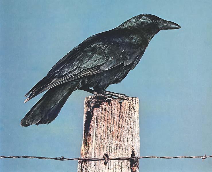 American Crow-Perching on Fence bar.JPG