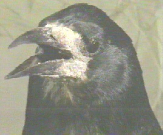 raven-Common Rook.jpg