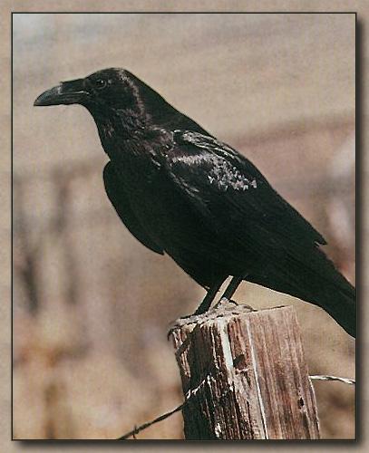 White-necked Raven 01-On Log.jpg