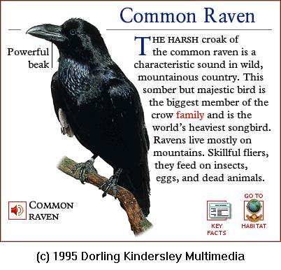 DKMMNature-Songbird-Common Raven.gif