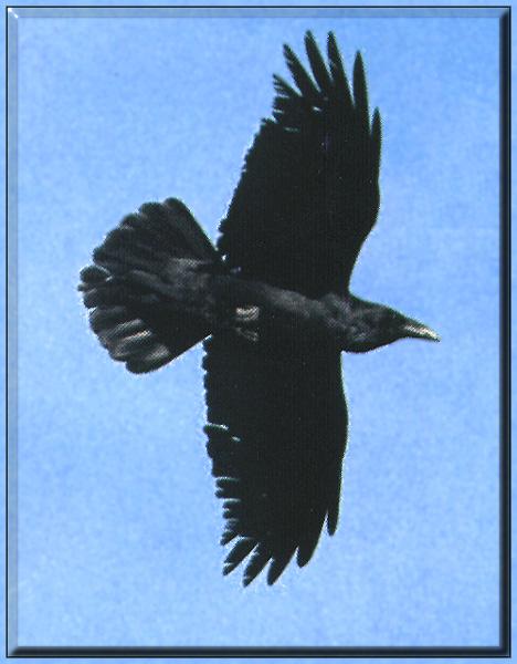 Raven 02.jpg