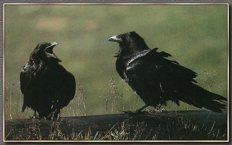 Raven 03.jpg