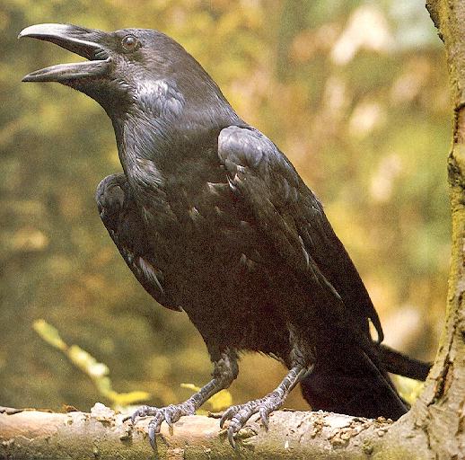 Northern Raven1-On tree.jpg