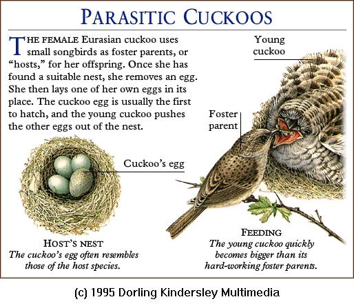 DKMMNature-Bird-Eurasian Cuckoo-Eggs-and-Young.gif