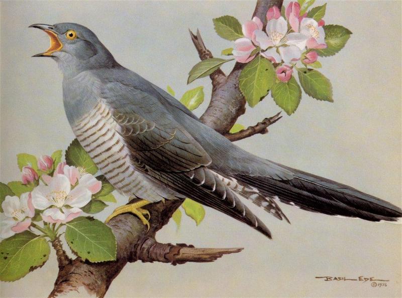Basil Ede British Birds-Cuckoo NC.jpg