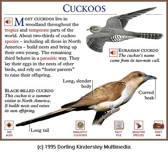 DKMMNature-Bird-Eurasian Cuckoo-Black-billed Cuckoo.gif