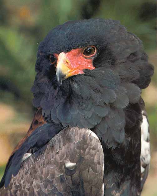 Awhat Bird 02-Bateleur Eagle-Face Closeup.jpg