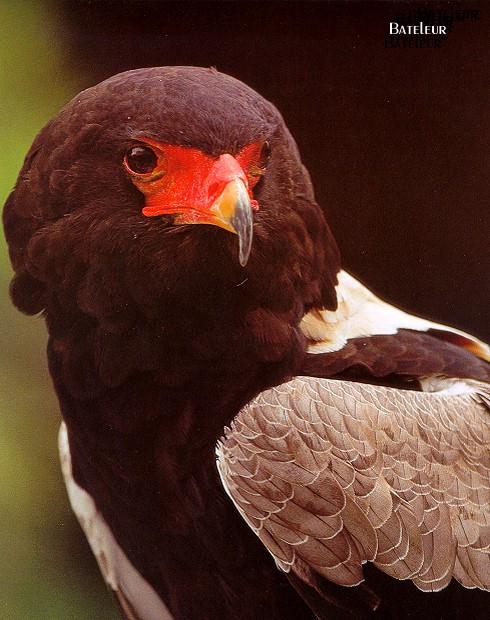 Bateleur-eagle.jpg