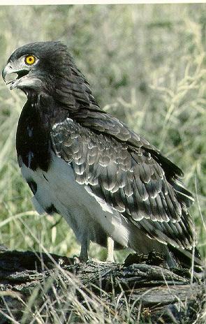 Pardosa birds Black-breasted snake eagle 008-on log.jpg