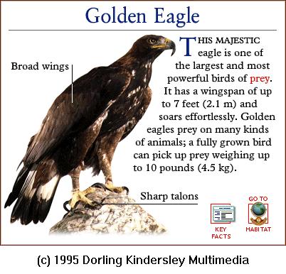 DKMMNature-Bird Of Prey-Golden Eagle.gif