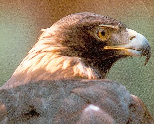 eaglegld-Golden eagle-face closeup.jpg