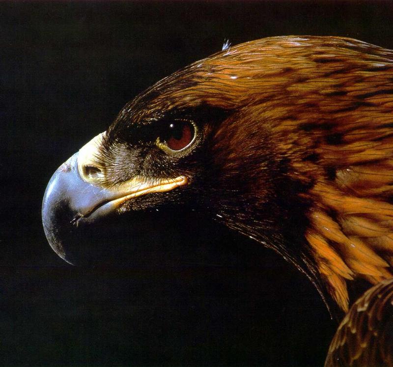 Golden Eagle 001.jpg