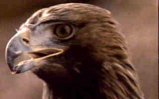 Golden Eagle-face closeup.jpg
