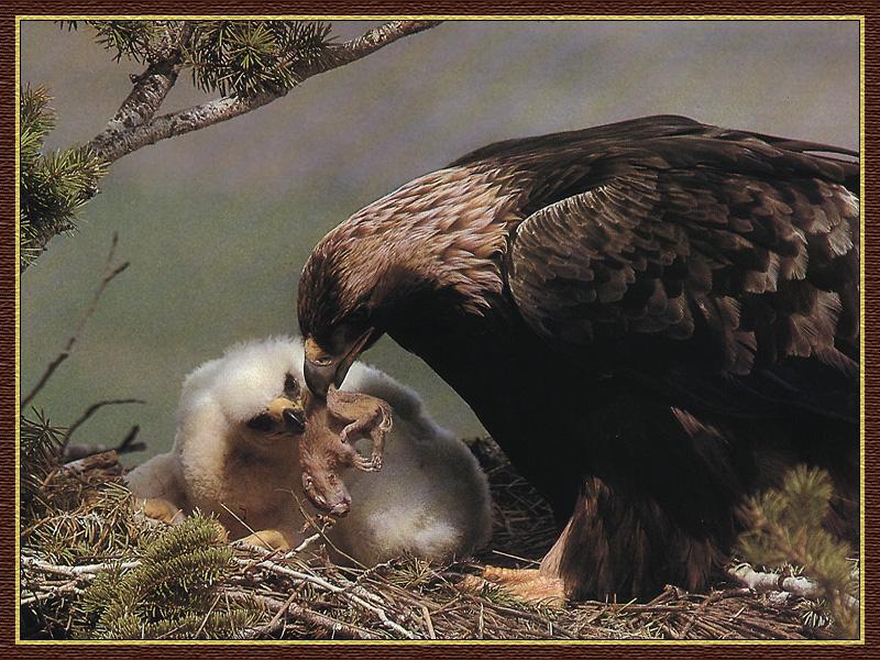 Golden Eagle 01-Mom Nursing Chick-Mouse Prey.jpg