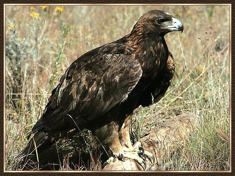 Golden Eagle 02-Sitting-In Bush.jpg