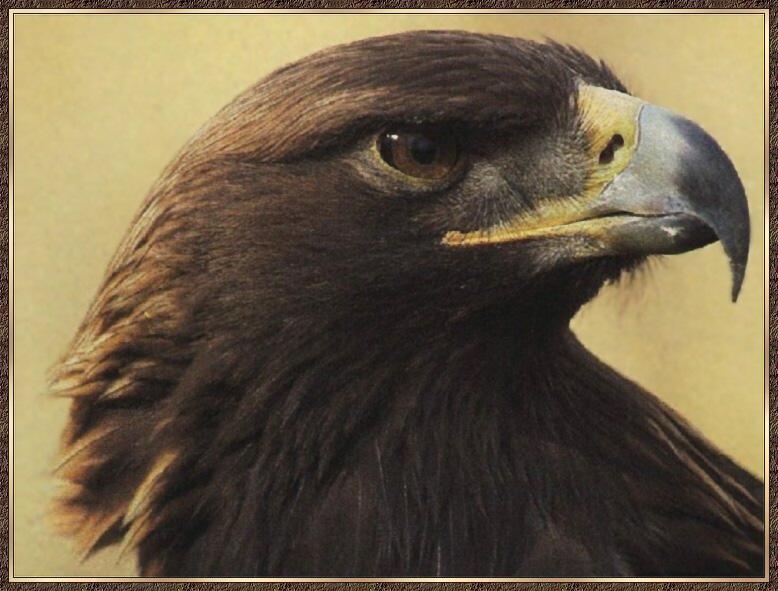 Golden Eagle 03-Face Closeup.jpg