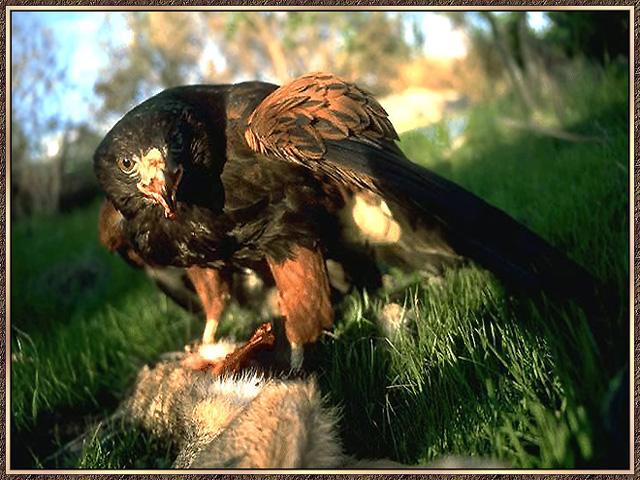 Golden Eagle 06-Caught A Prey-On Grass.jpg