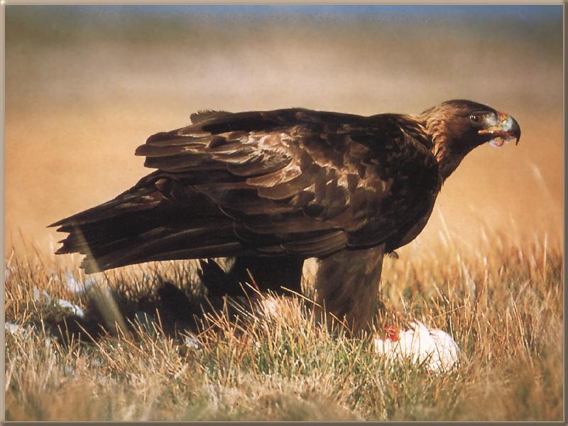 Golden Eagle 06-Caught prey on grass.jpg