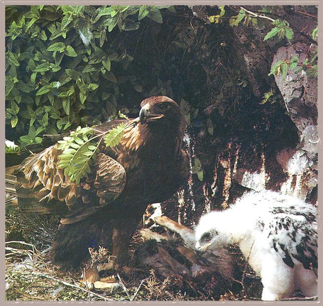 Golden Eagle 08-Mom nusrsing baby.jpg