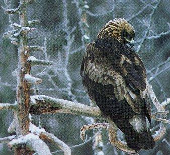 Golden Eagle 01-Looking Back On Snow Tree.jpg