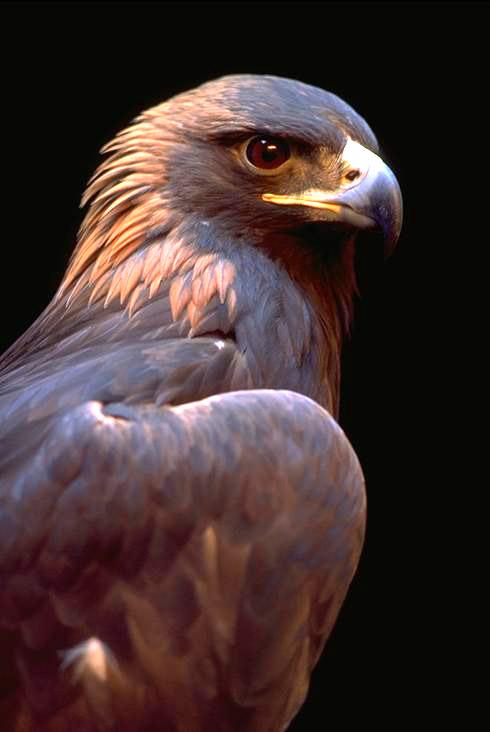 Golden-Eagle-1.jpg
